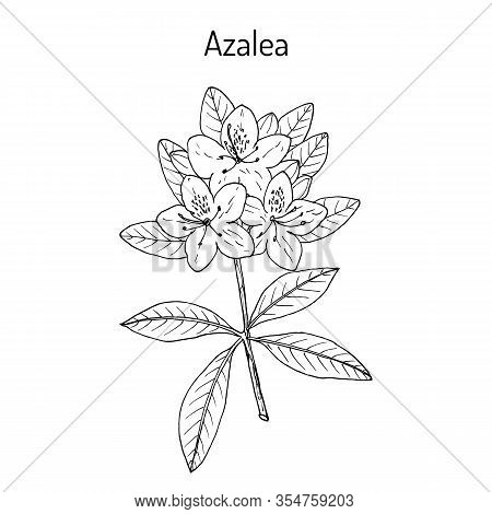 Azalea Rhododendron Obtusum , Ornamental And Medicinal Plant. Hand Drawn Botanical Vector Illustrati