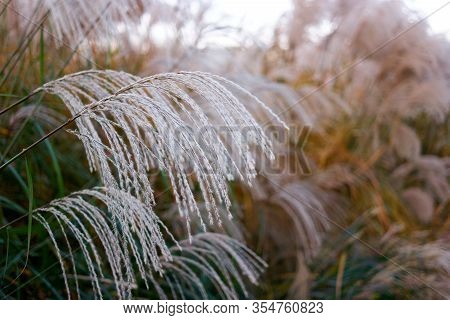 Grass Fountain Close Up. Pennisetum Alopecuroides Hameln.
