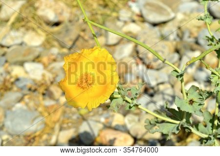 Yellow Horned Poppy Latin Name Glaucium Flaviium, Plant Flowering Growing In Shingle On Goves Beach 