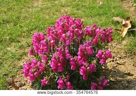 Close Up Of Best Annual Flowers, Antirrhinum Majus,  Flowers, Commom Snapdragon Flowering Plants Gro