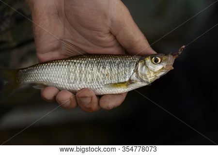 The Common Dace (leuciscus Leuciscus) With The Fishhook In Its Mouth Is In Male Hand.