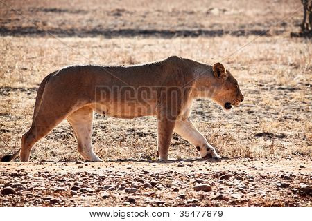 Arslan: luangwa Milli Parkı Zambiya