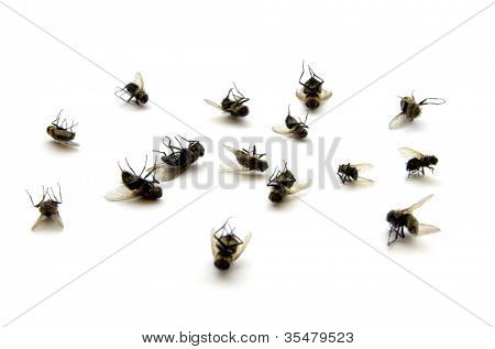 Molte mosche morte isolate on white background