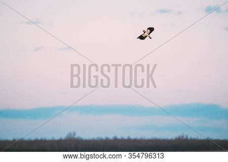 Belarus. Wild Bird Northern Lapwing Vanellus Vanellus Flying In Sky.