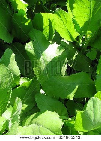 Fresh Leaves From Tanacedum Balsamita (costmary) Plant In A Garden