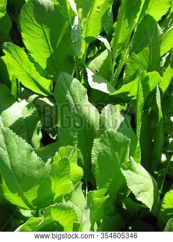 Fresh Leaves From Tanacedum Balsamita (costmary) Plant In A Garden