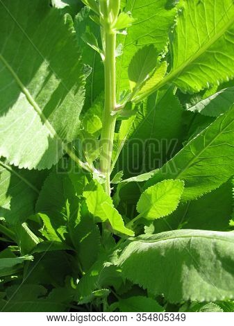 Fresh Leaves From Tanacedum Balsamita (costmary) Plant In A Garden