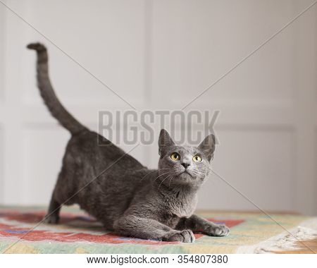 Friendly Fluffy Blue Gray Short Haired Cat Crouches On Multi Colored Rug In Natural Light With His T