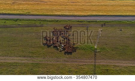 Man Near Herd Of Sheep Followed By Dogs Under Power Lines On A Field. Captured From Drone