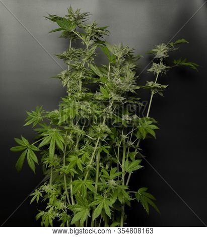 Green Ripened Marijuana Big Flower With Black Background