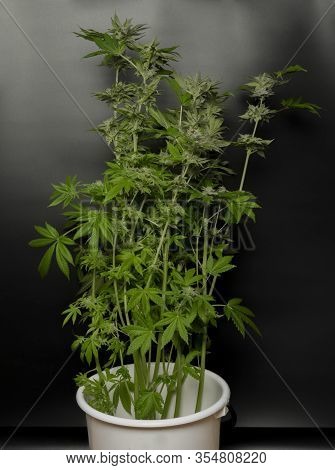 Green Ripened Marijuana Big Flower With Black Background