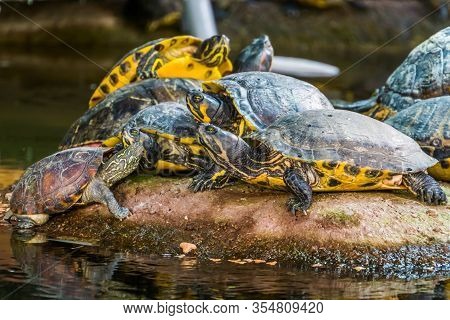 Group Of Swamp Turtles Basking, Typical Animal Behavior, Tropical Reptile Specie From America