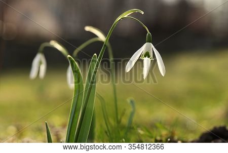 Detail On Galanthus In Morning Times After Long Winter Days. First Spring Flower On The Garden. Gala