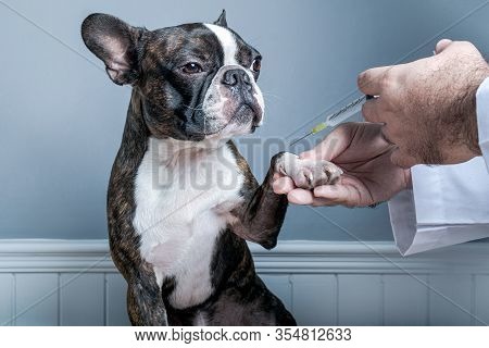 Veterinary Doctor Before Inject Antiparasitic Vaccine To Dog Boston Terrier With Syringe