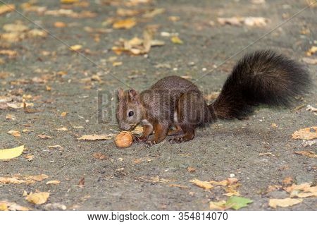 Cute Squirrel Is Eating A Nut On The Ground In The Park