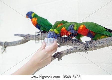 Person Zoo Worker Feeding Lorikeet Parrots. Beautiful Wild Tropical Animals Birds Sitting On Tree Br