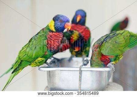 Group Of Many Few Lorikeet Parrots Feeding From Bowl In Zoo. Beautiful Wild Tropical Animals Birds E