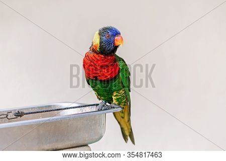 One Lorikeet Parrot Feeding From Bowl In Zoo And Looking In Camera. Beautiful Wild Tropical Animal B