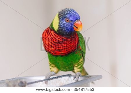 One Lorikeet Parrot Feeding From Bowl In Zoo And Looking In Camera. Beautiful Wild Tropical Animal B