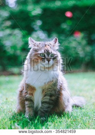 Fluffy Siberian Cat On Green Meadow In Sunny Summer Day. Pet Enjoying Spring. Concept Of Happy Anima