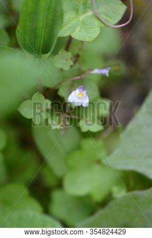 Kenilworth Ivy Small Flowers - Latin Name - Cymbalaria Muralis