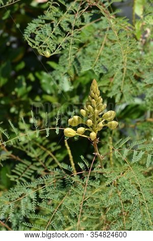 Bird Of Paradise Yellow Flower Buds - Latin Name - Caesalpinia Gilliesi (erythrostemon Gilliesii)