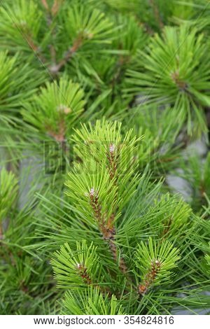 Pierrick Bregeon Black Pine Close Up - Latin Name - Pinus  Pierrick Bregeon
