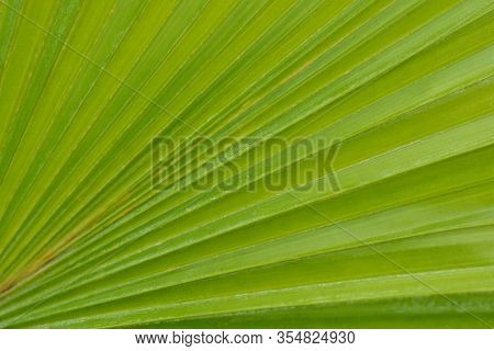 Round-leaf Fountain Palm Leaf Detail - Latin Name - Livistona Rotundifolia (saribus Rotundifolius)