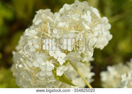 Smooth Hydrangea Annabelle Flower - Latin Name - Hydrangea Arborescens Annabelle