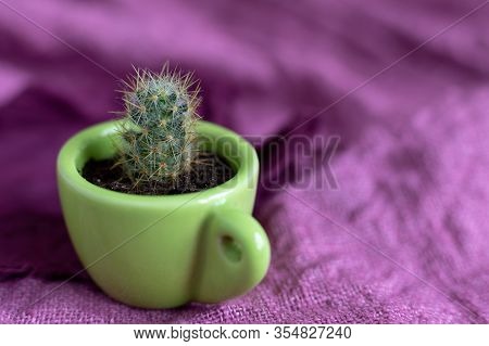 One Process Of A Perennial Cactus Mammillaria Prolifera In A Small Decorative Green Mug On A Purple 