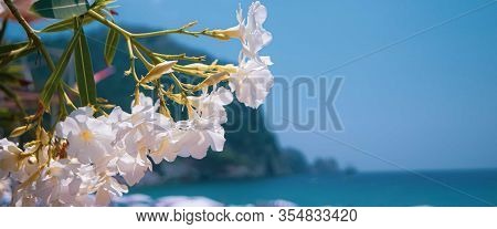 Veiw Of The Mediterranean Sea And Kleopatra Beach With White Umbrellas And Sunbeds Framed With The F