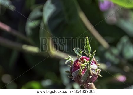 Rose Gallica Oeillet Flamand In British Park - London, Uk