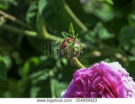Rose Gallica Oeillet Flamand In British Park - London, Uk