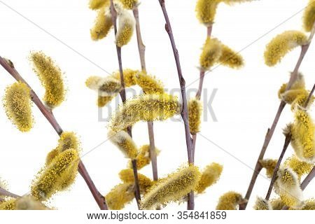 Bouquet Of Spring Twigs Of Pussy Willow (salix Acutifolia) With Yellow Catkins. Isolated On White Ba