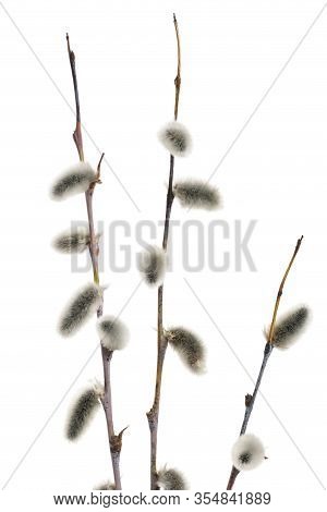Spring Branchs Of Pussy Willow (salix Acutifolia) With Silvery Catkins. Isolated On White Background