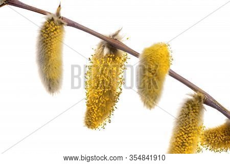 Spring Branch Of Pussy Willow (salix Acutifolia) With Yellow Catkins. Isolated On White Background.
