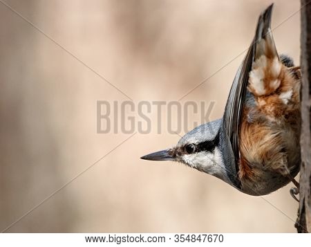 Eurasian Nuthatch Sitta Europaea Perched On Tree Bark Portrait. Cute Common Wintering Forest Bird In