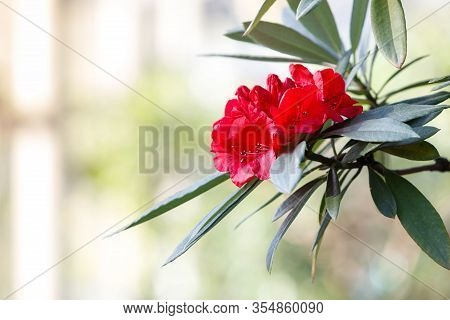 Close Up Of Flowering Colourful Azaleas In Hothouse In Sunny Day, Soft Focus, Blurred Background. Bl