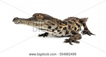 Young West African slender-snouted crocodile, Mecistops cataphractus, isolated on white