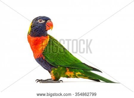 Side view of a Rainbow Lorikeet, Trichoglossus moluccanus, isolated