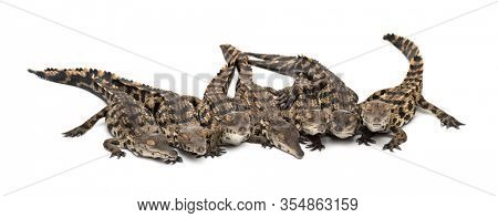 Group of Young West African slender-snouted crocodile, Mecistops cataphractus, isolated on white