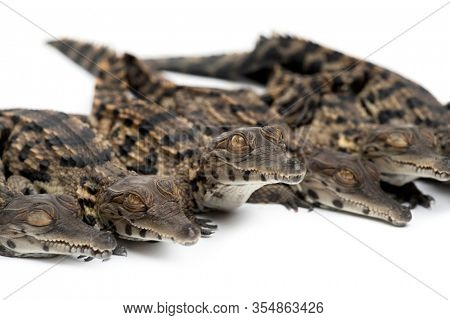Group of Young West African slender-snouted crocodile, Mecistops cataphractus, isolated on white