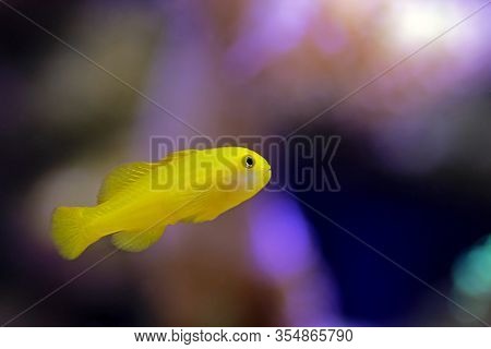 Yellow Clown Coral Goby Isolated In Aquarium