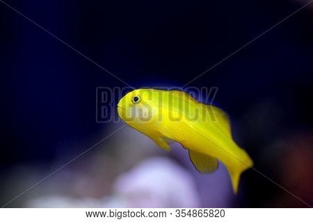 Yellow Clown Coral Goby Isolated In Aquarium