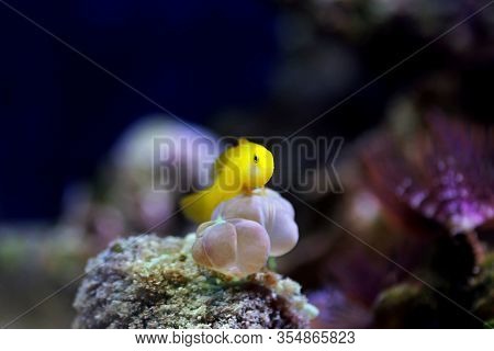 Yellow Clown Coral Goby Isolated In Aquarium