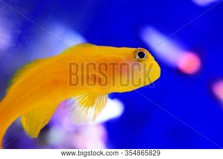 Yellow Clown Coral Goby Isolated In Aquarium
