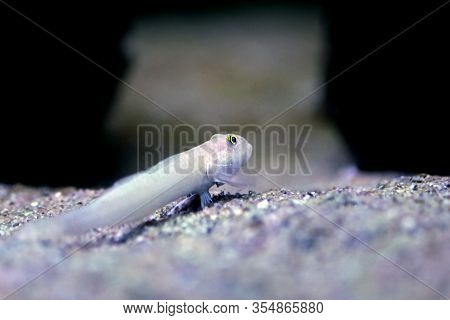 Sleeper Blue Dot Goby - (valenciennea Sexguttata)