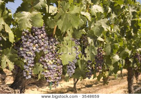 Grapevine en Napa Valley, California