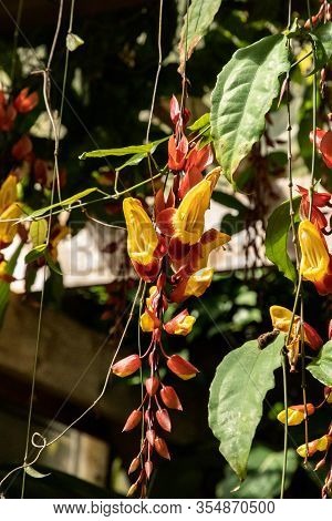 Yellow And Red Clock Vine Flowers Thunbergia Mysorensis