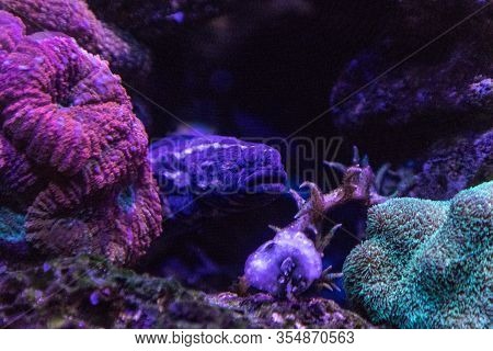Convict Blenny Fish Pholidichthys Leucotaenia